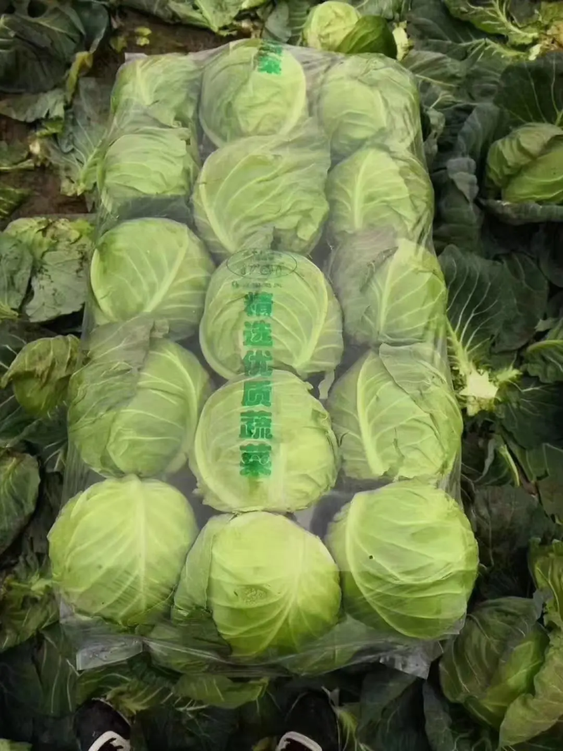 湖北宜昌精品圆包菜青甘蓝脆爽可口价格美丽产地直采来电