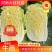 精品娃娃菜，电商货，市场货一条龙服务质量三包诚信第一