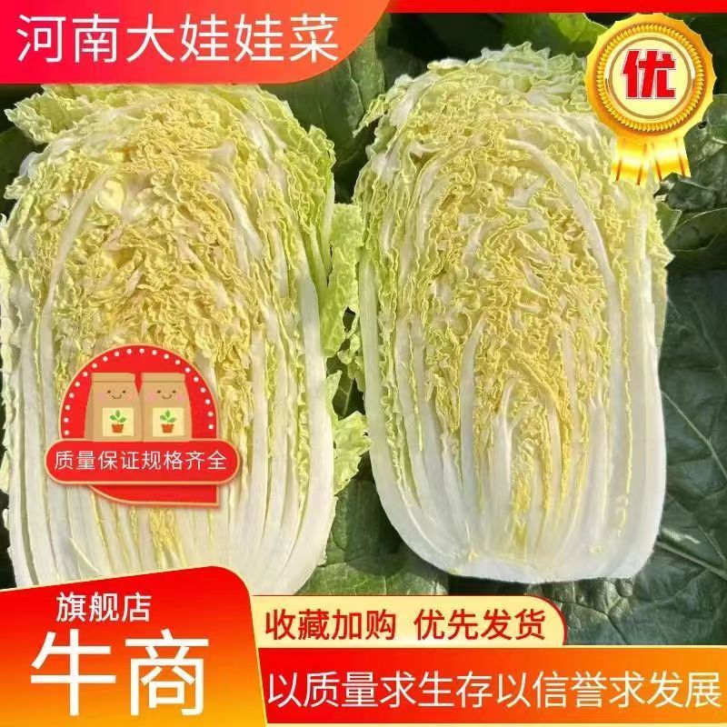 精品娃娃菜，电商货，市场货一条龙服务质量三包诚信第一