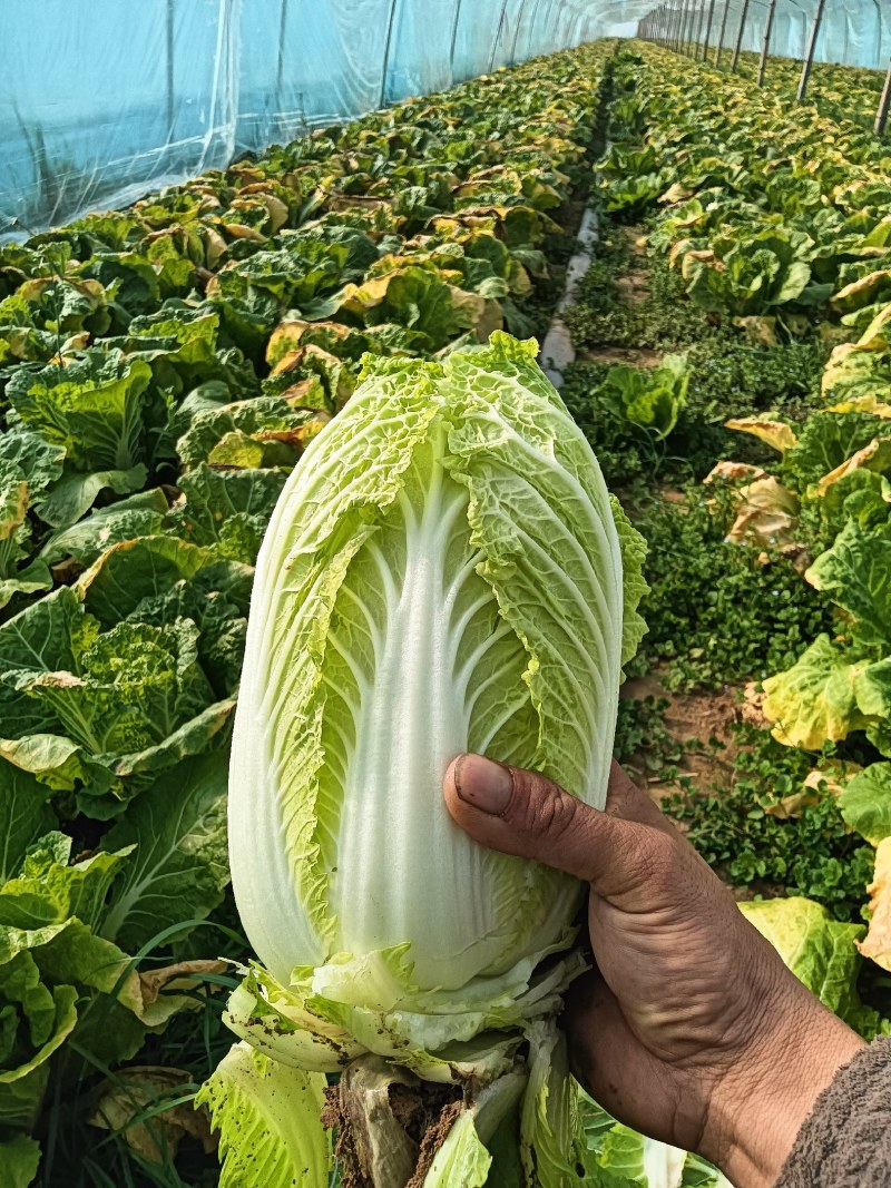 精品娃娃菜，电商货，市场货一条龙服务质量三包诚信第一