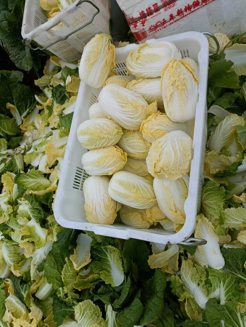 精品娃娃菜，电商货，市场货一条龙服务质量三包诚信第一
