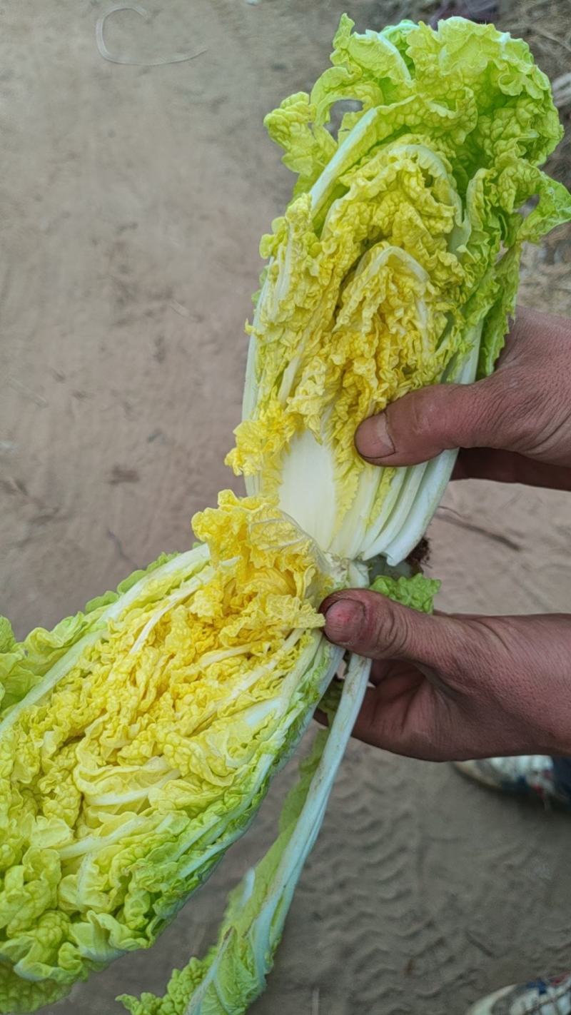 精品娃娃菜，电商货，市场货一条龙服务质量三包诚信第一