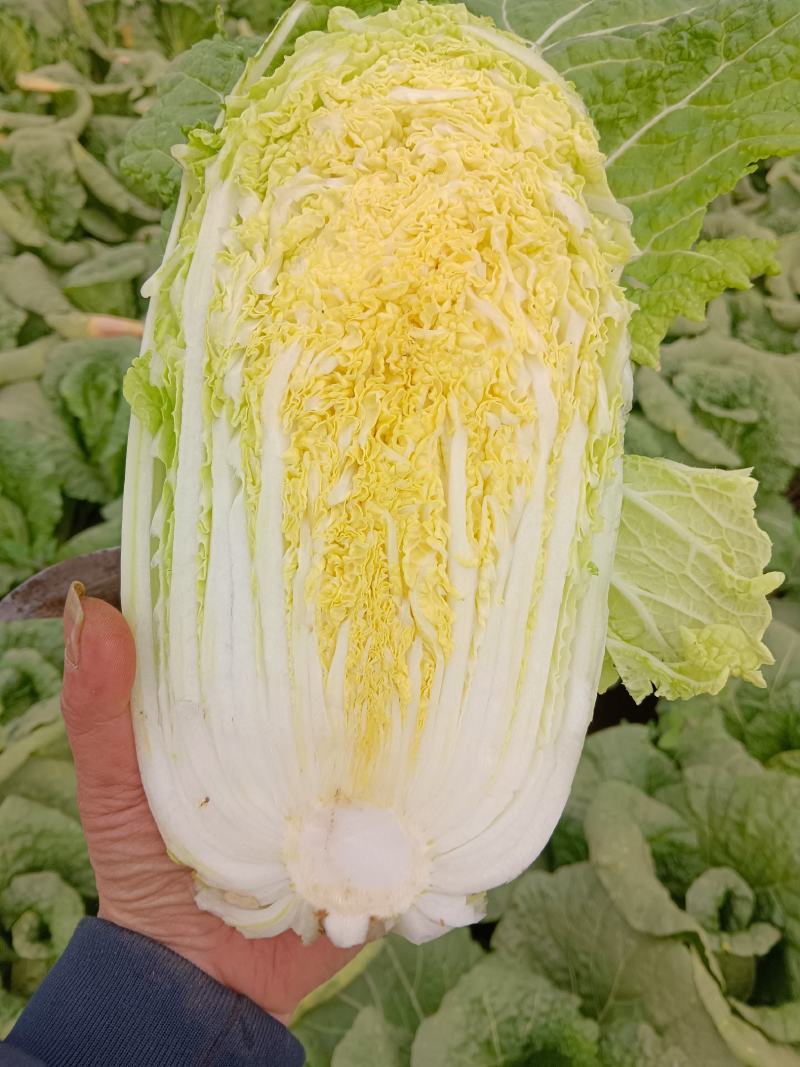 精品娃娃菜，电商货，市场货一条龙服务质量三包诚信第一