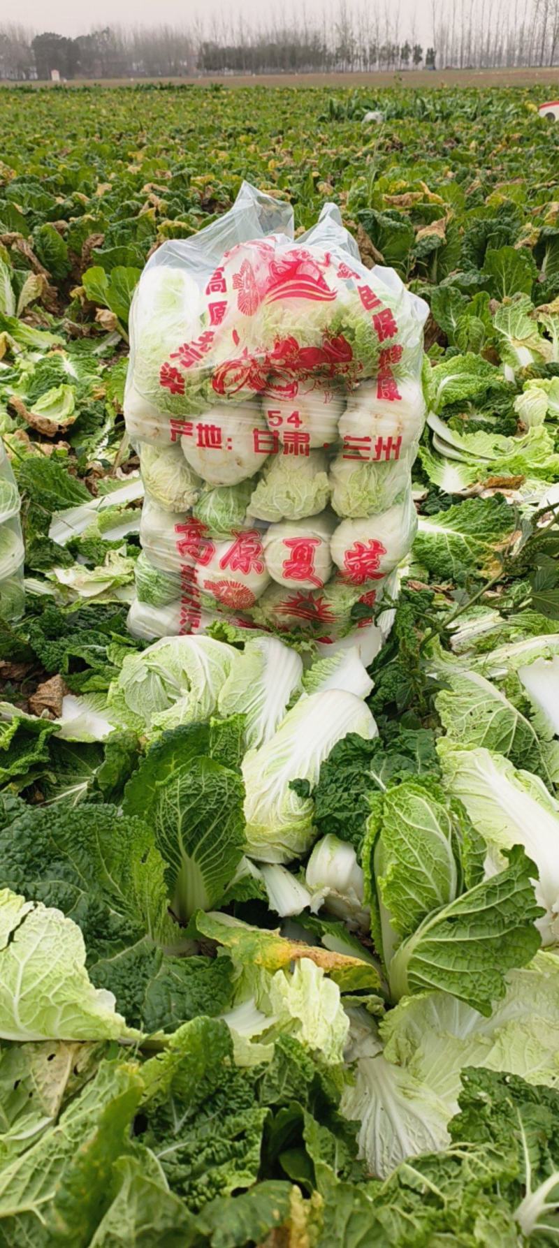 精品娃娃菜，电商货，市场货一条龙服务质量三包诚信第一