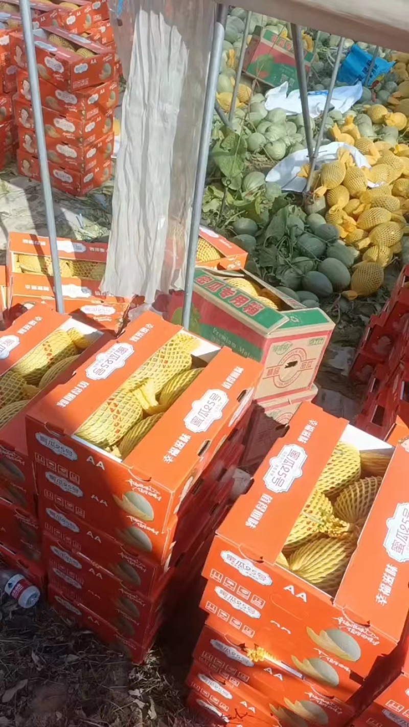 【推荐】海南晓蜜25哈密瓜大量从优，商超品质