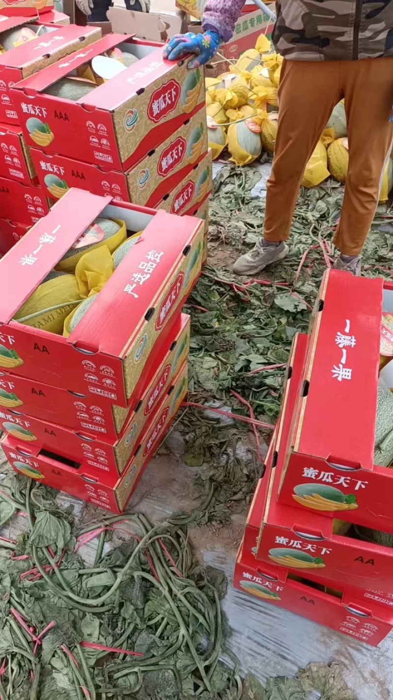 【推荐】海南晓蜜25哈密瓜大量从优，商超品质