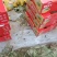 【推荐】海南晓蜜25哈密瓜大量从优，商超品质