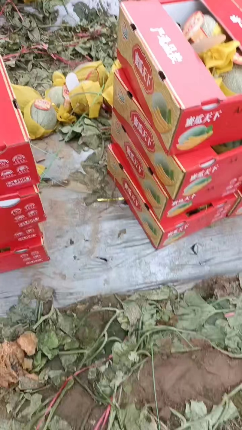 【推荐】海南晓蜜25哈密瓜大量从优，商超品质