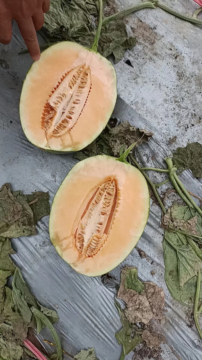 【推荐】海南晓蜜25哈密瓜大量从优，商超品质