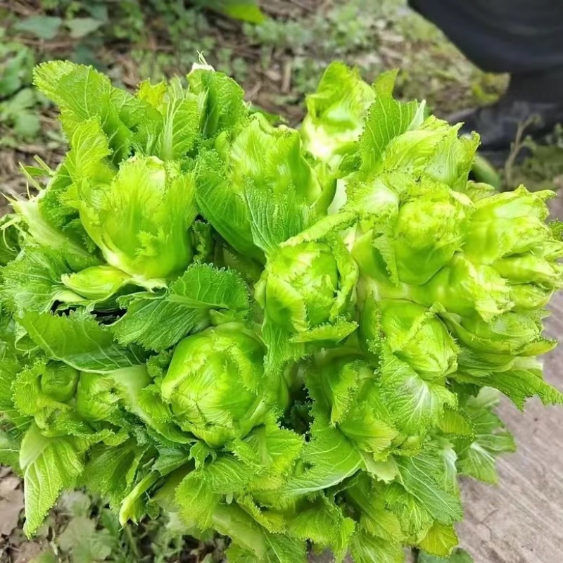 四川优质儿菜产地直发一手货源量大从优【推荐】