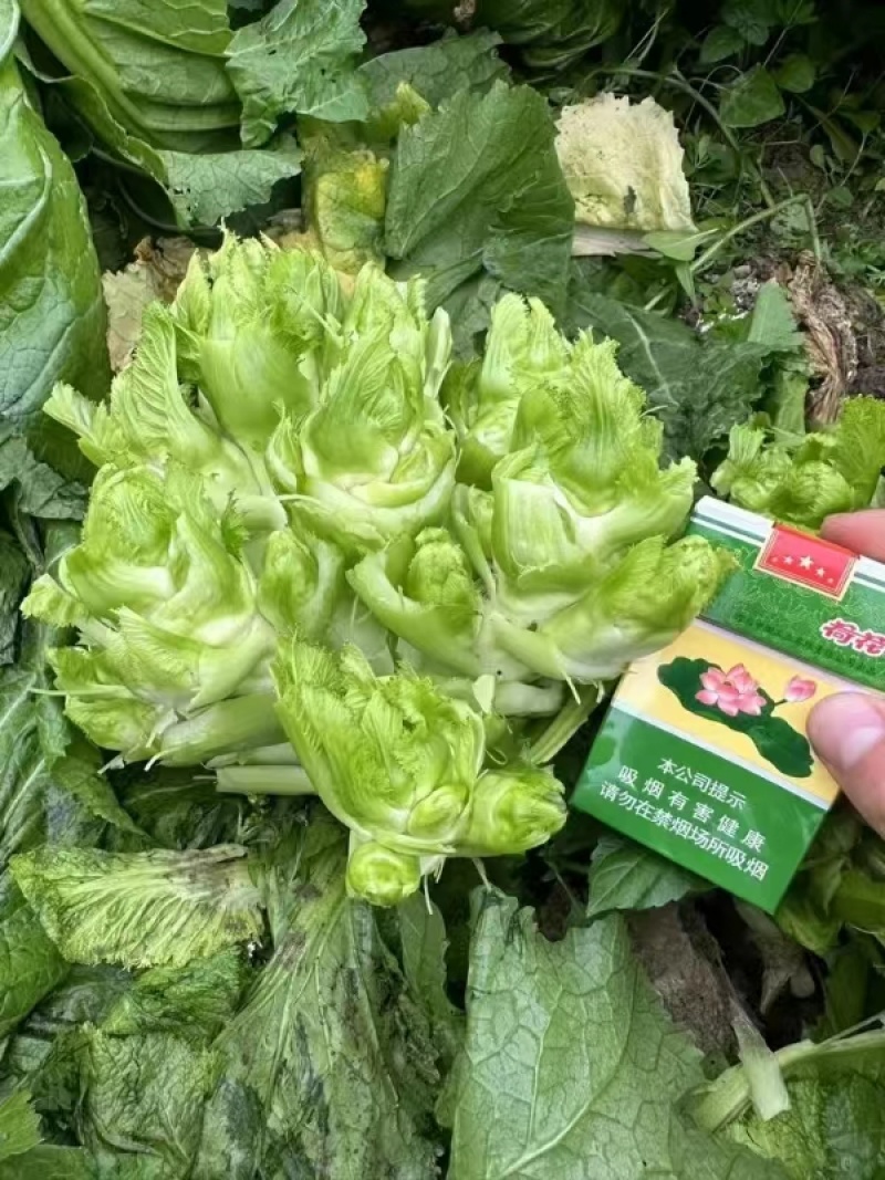 四川优质儿菜产地直发一手货源量大从优【推荐】