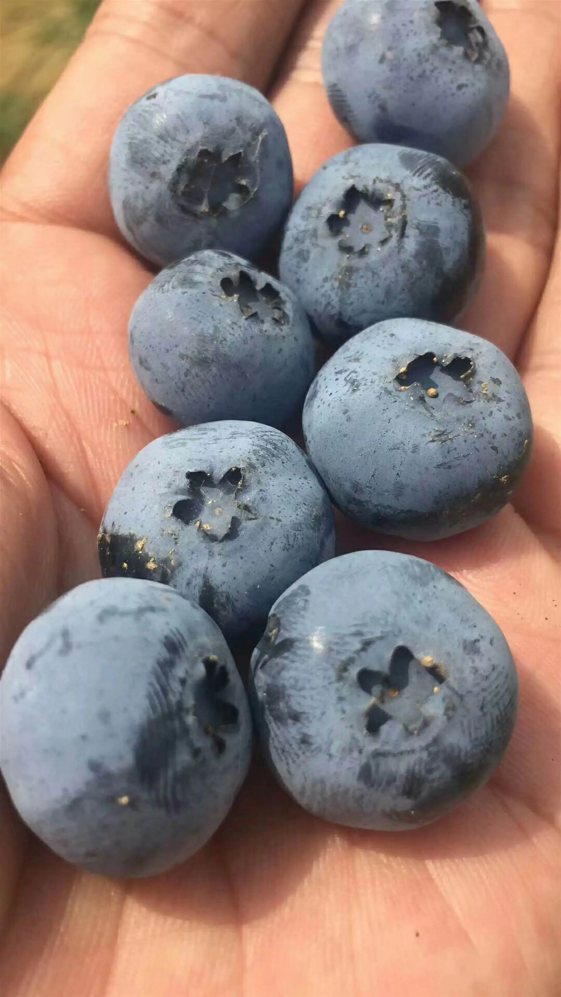 辽宁大连精品蓝莓颗颗精选产地直发保证质量来电订货