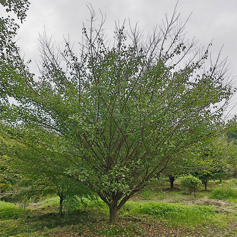 基地直供18公分低分枝红梅树全冠移栽树形优美