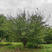 基地直供18公分低分枝红梅树全冠移栽树形优美