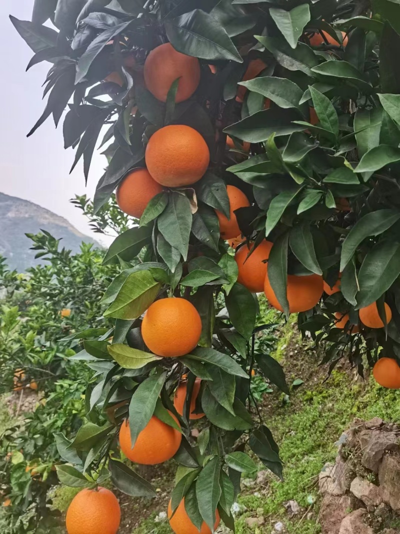 奉节脐橙圆红，多汁多肉大量供应品质保障可视频看货