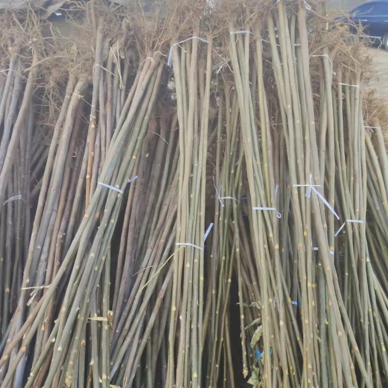 红油黑油椿苗大棚香椿树苗成活率高可视频看货规格齐全
