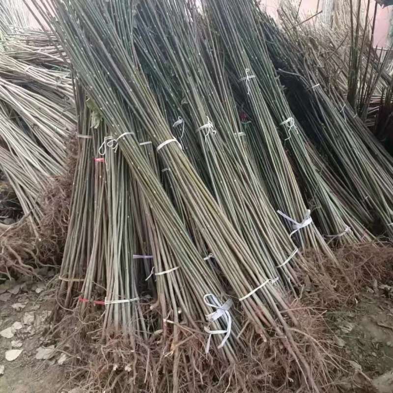 红油黑油椿苗大棚香椿树苗成活率高可视频看货规格齐全