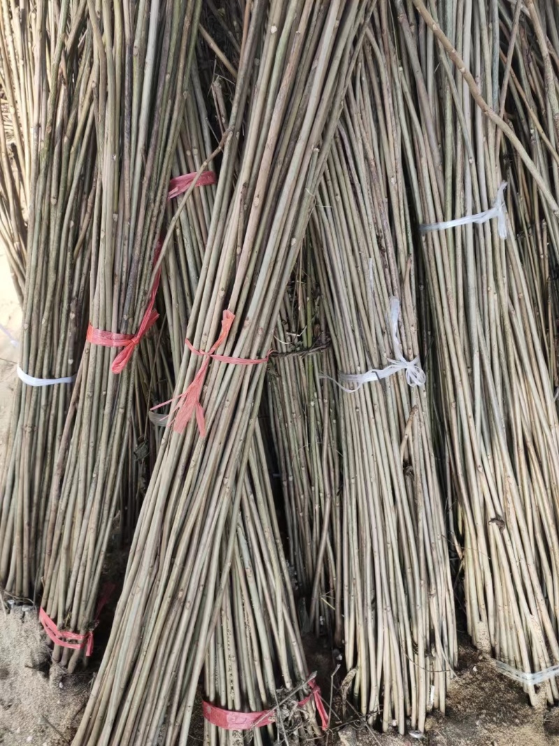 红油黑油椿苗大棚香椿树苗成活率高可视频看货规格齐全