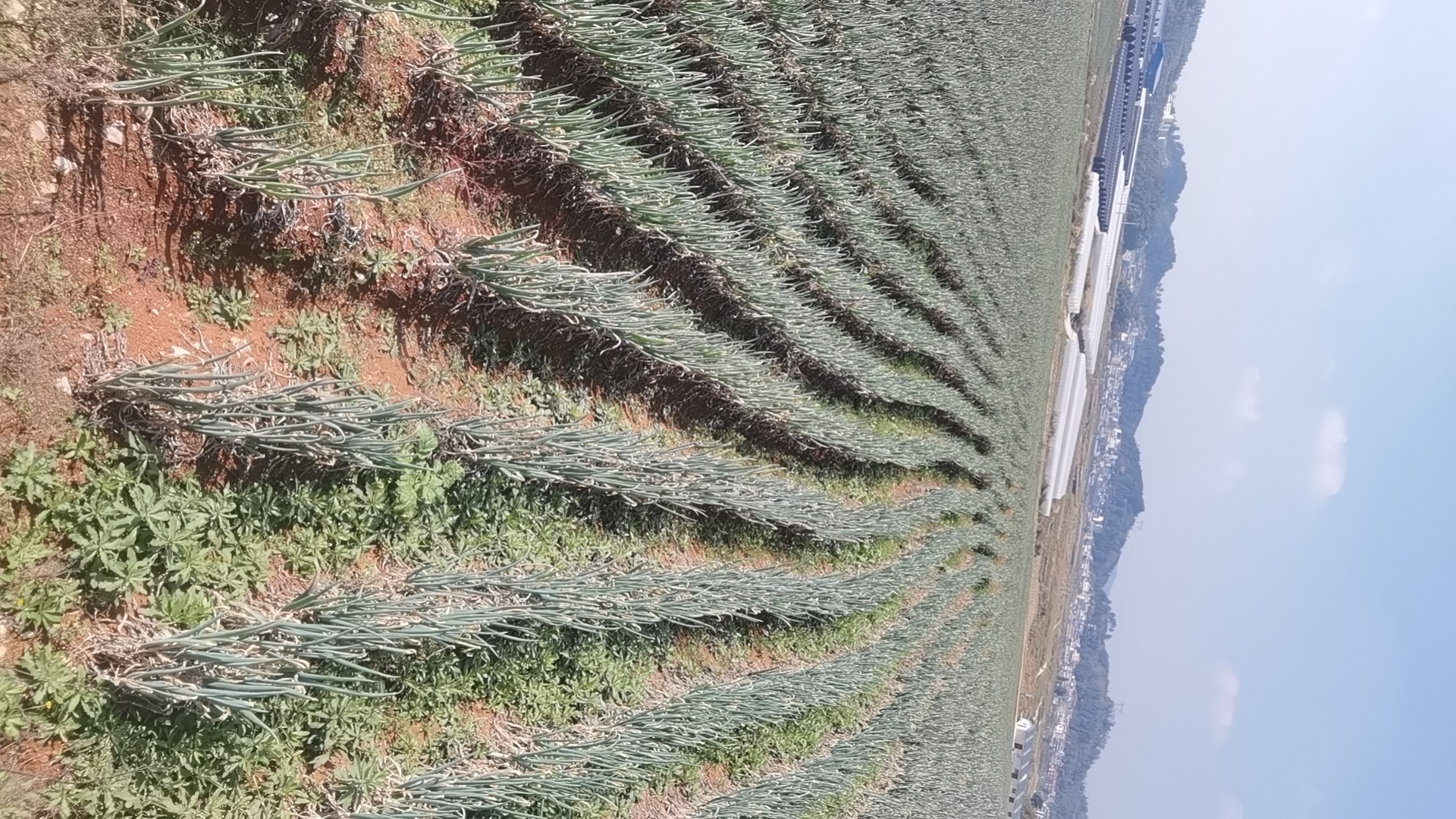 新野县大葱种植基地航拍图,展示广阔的农田与整齐划一的种植布局 新野县大葱种植基地航拍图