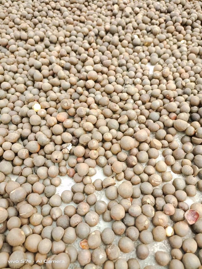 云南普洱茶籽大量有货，欢迎广大客商进店咨询采购！