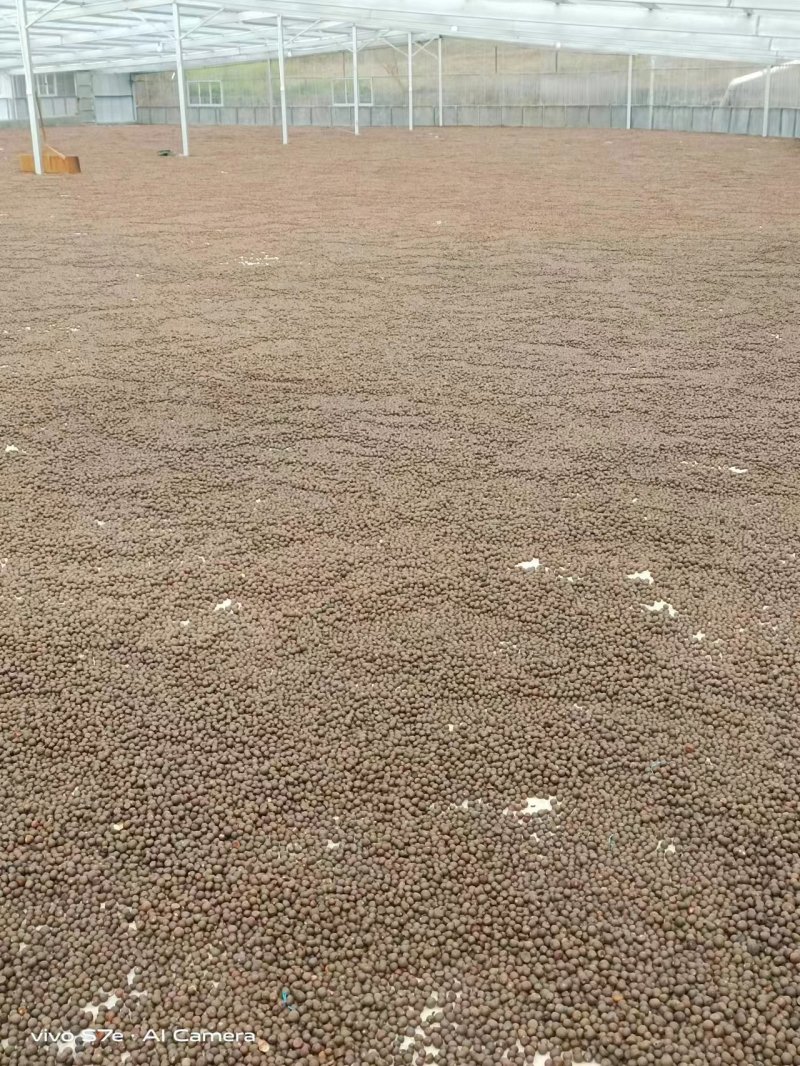 云南普洱茶籽大量有货，欢迎广大客商进店咨询采购！