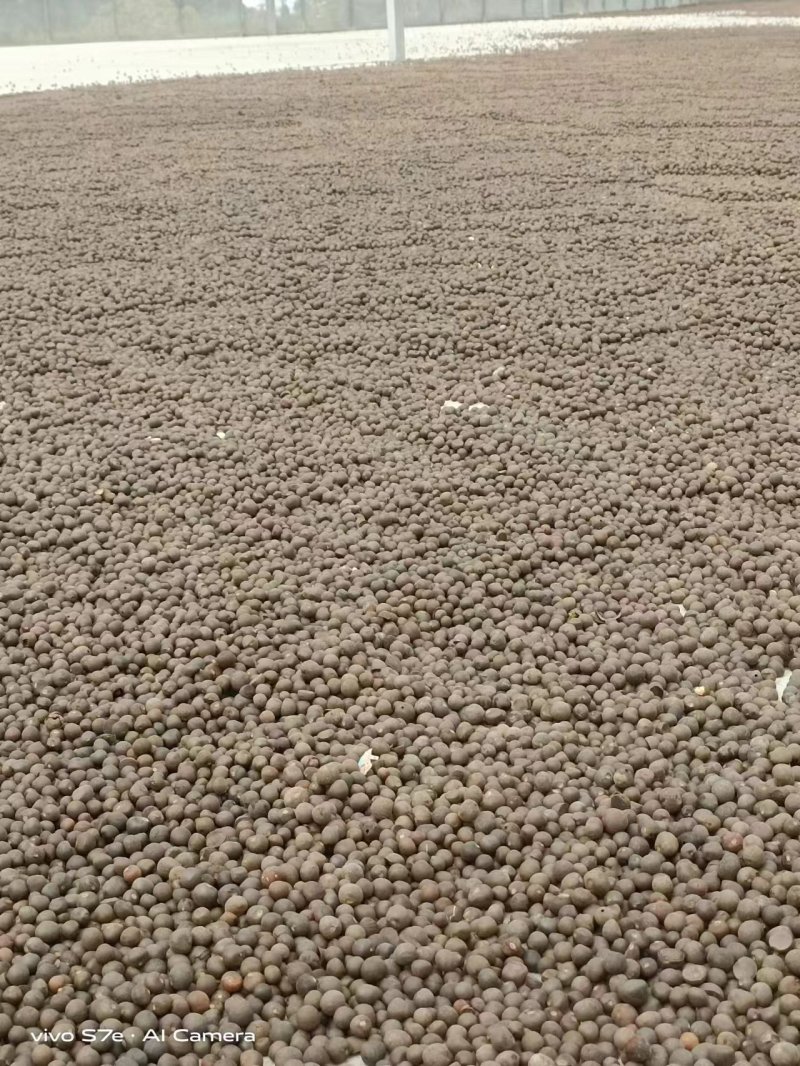 云南普洱茶籽大量有货，欢迎广大客商进店咨询采购！
