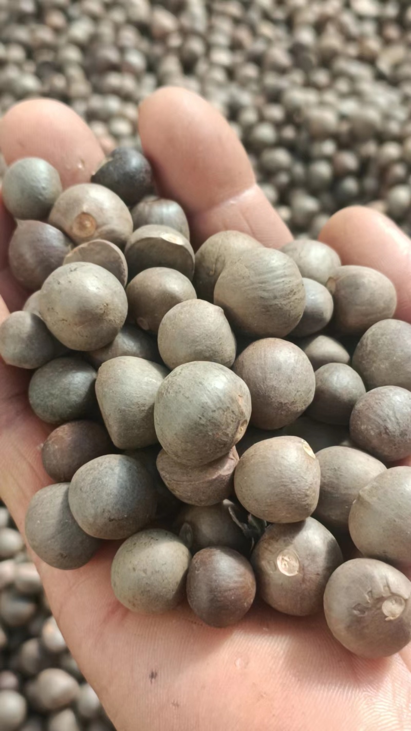 云南普洱茶籽大量有货，欢迎广大客商进店咨询采购！