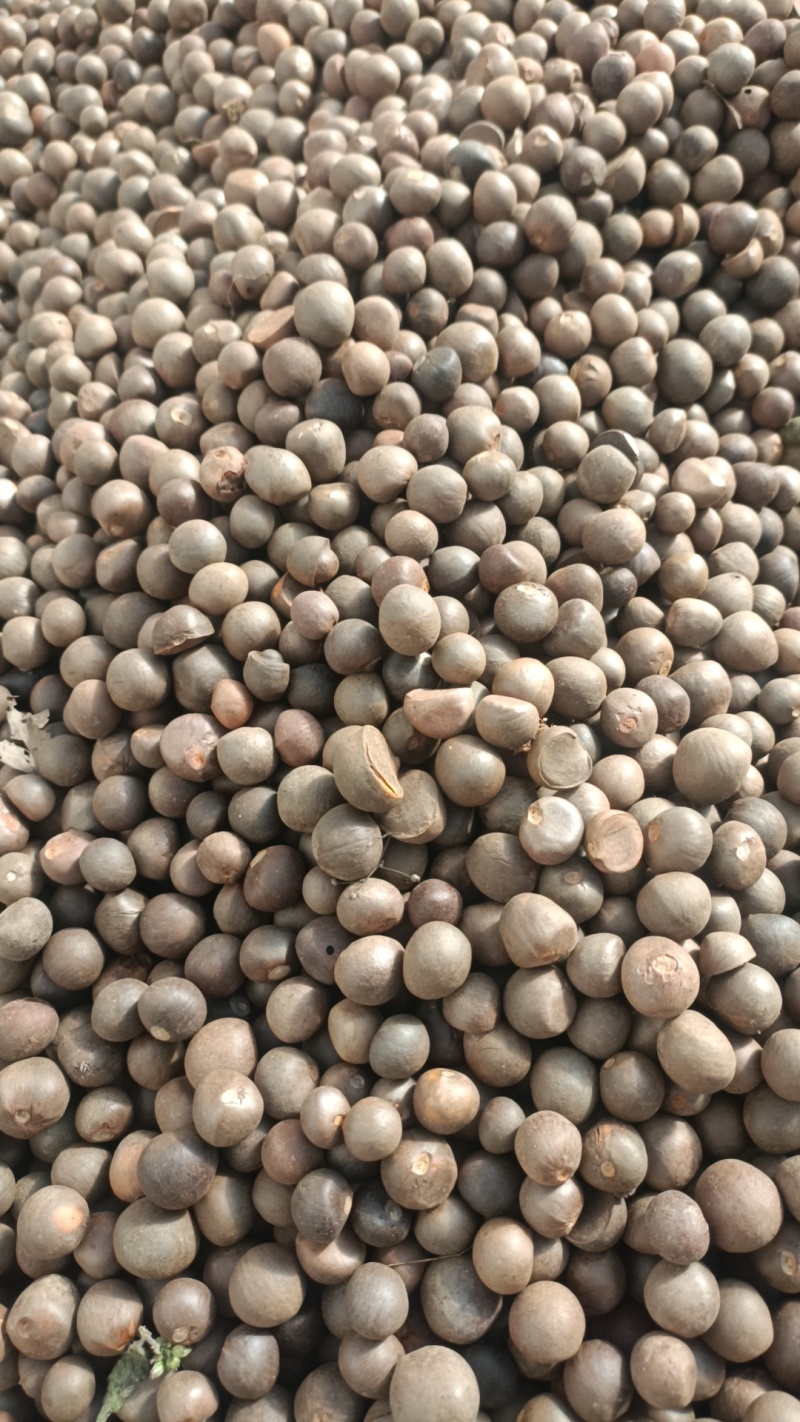 云南普洱茶籽大量有货，欢迎广大客商进店咨询采购！
