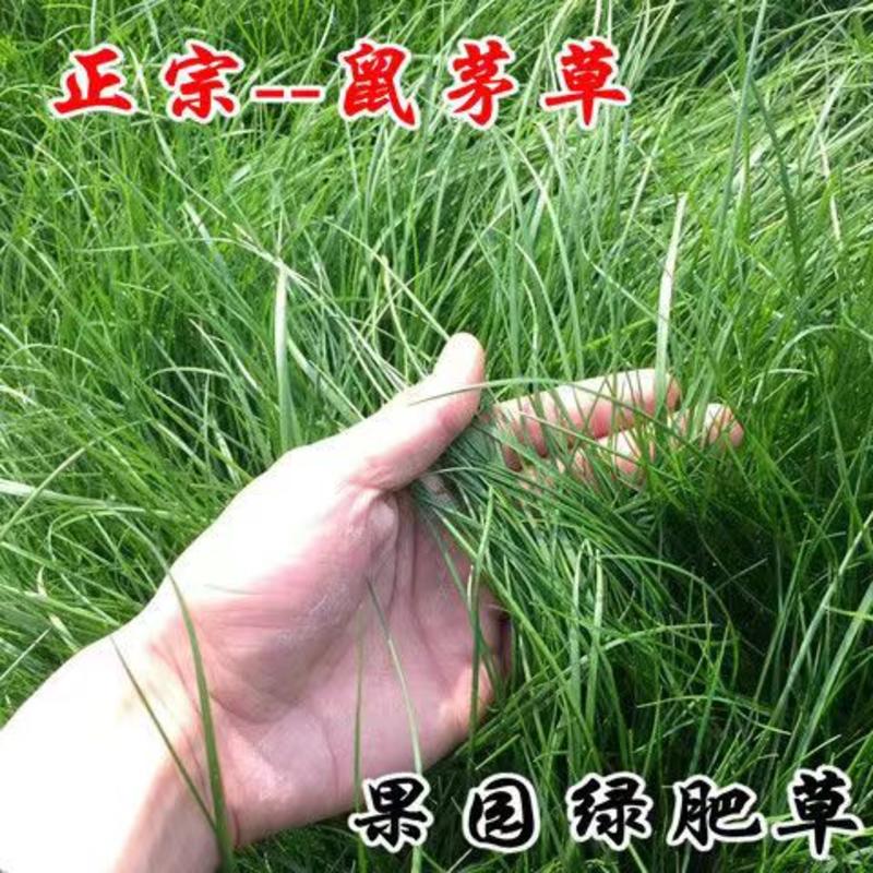 鼠茅草种子果园树林绿肥鼠矛毛草籽四季可种草籽包出芽