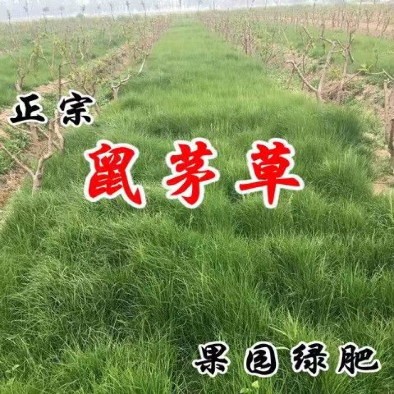 正宗鼠茅草种子多年生果园绿肥鼠茅草草种籽抑制杂草生长见土