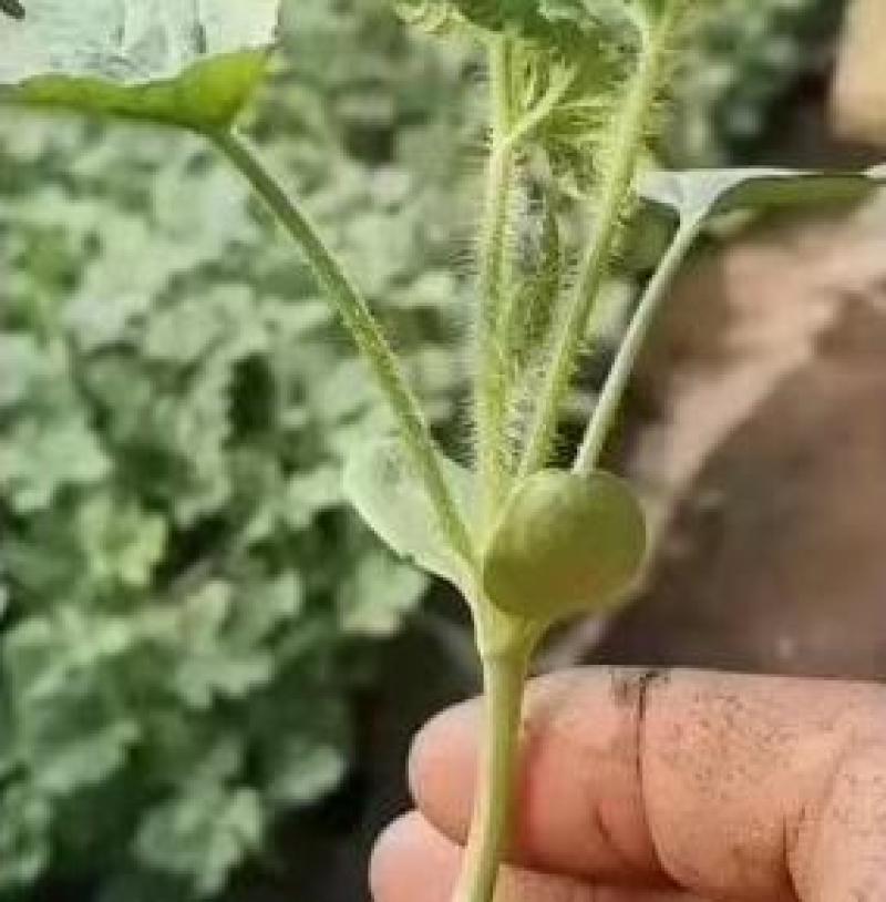 河南优质嫁接西瓜苗，品质保证可视频看货，欢迎咨询