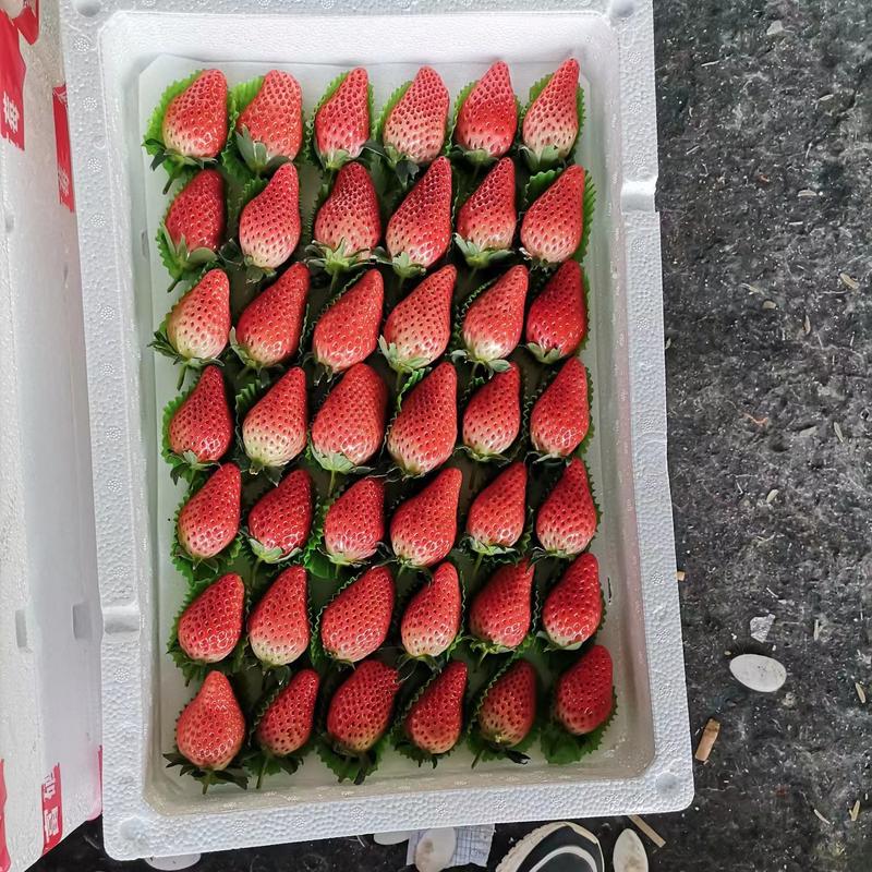 【推荐】山东平度甜宝草莓，产地直发，质量保证欢迎选购