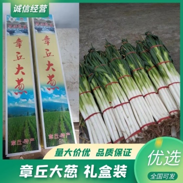 山东济南章丘大葱，脆嫩可口，一手货源，欢迎广大客商咨询采购