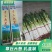 山东济南章丘大葱，脆嫩可口，一手货源，欢迎广大客商咨询采购