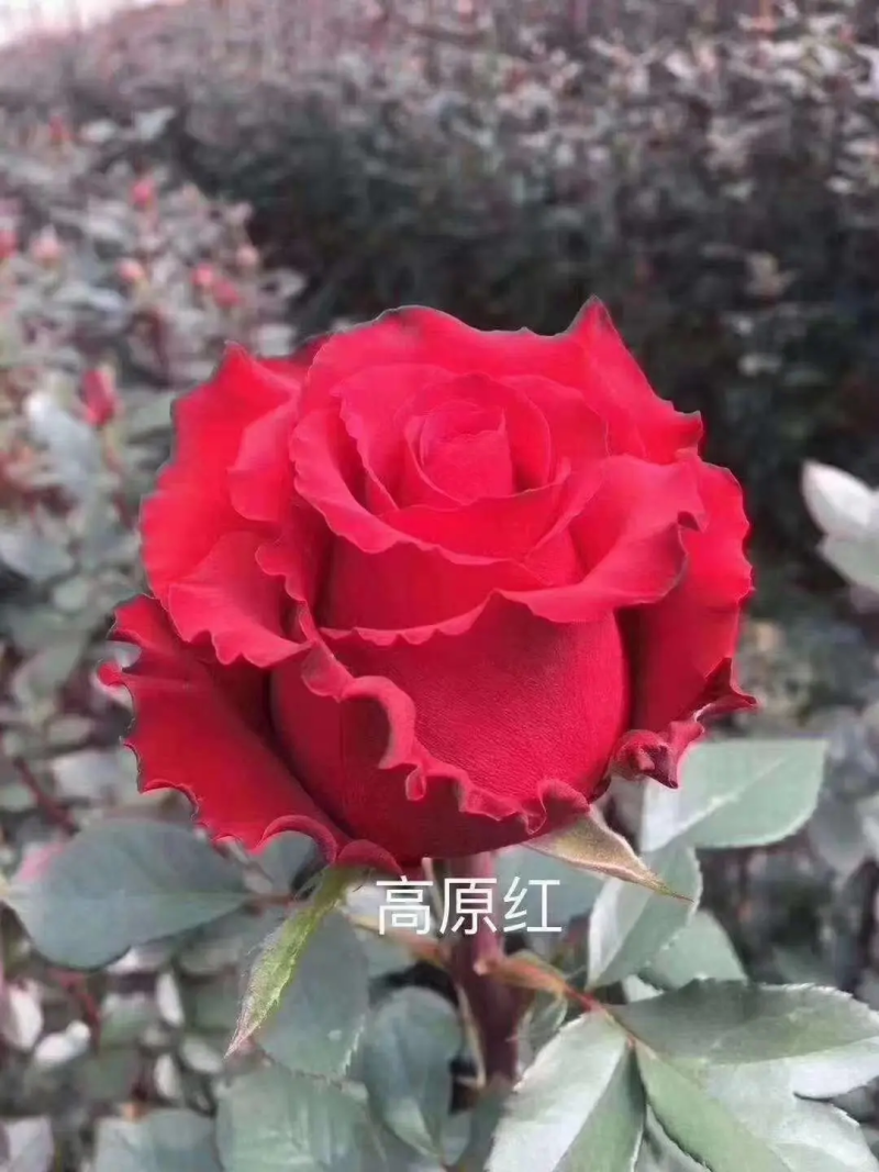 骄傲玫瑰花苗，产地直发量大从优货源充足欢迎咨询