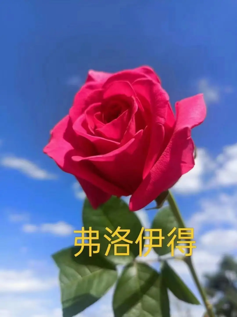 骄傲玫瑰花苗，产地直发量大从优货源充足欢迎咨询