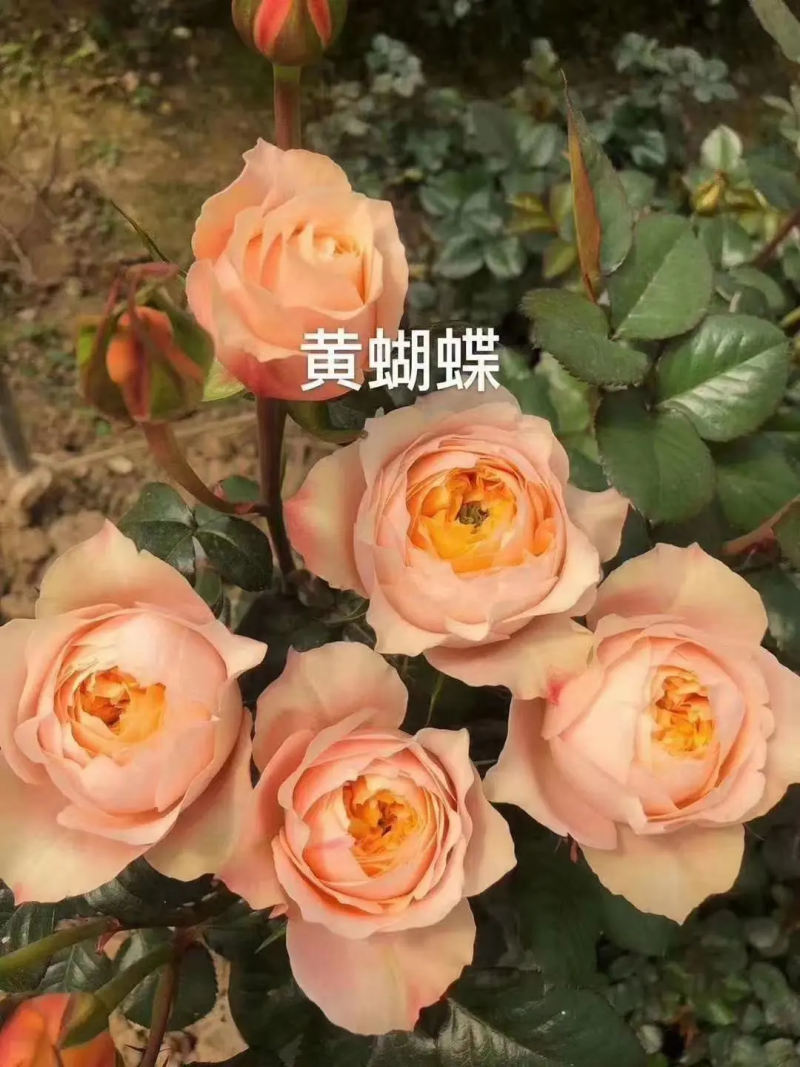 骄傲玫瑰花苗，产地直发量大从优货源充足欢迎咨询