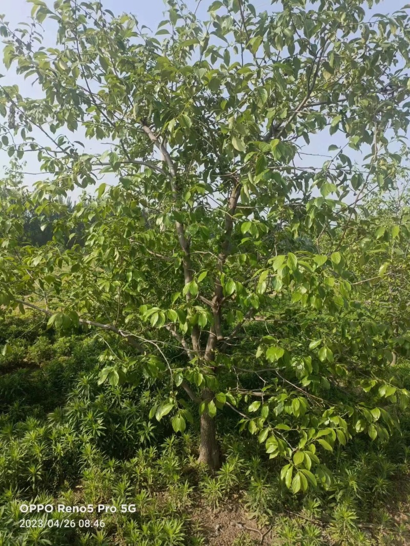 柿子树