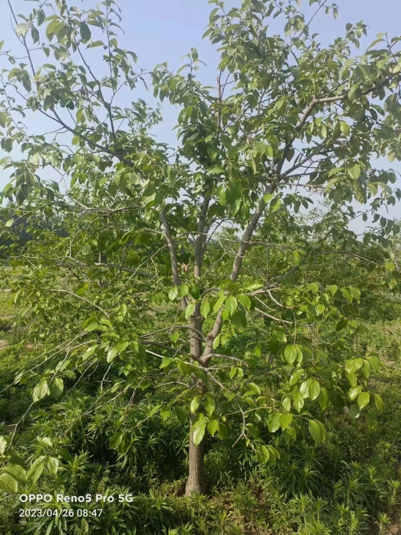 柿子树