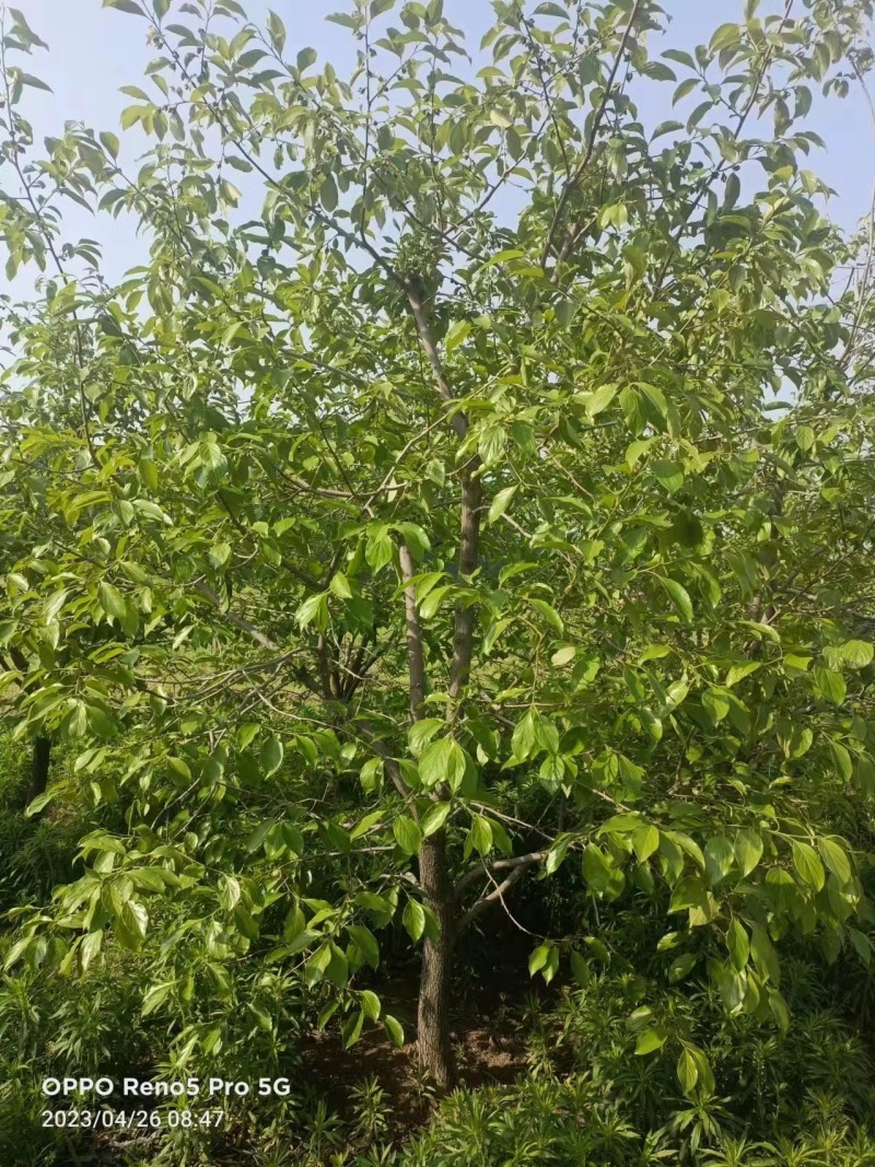 柿子树