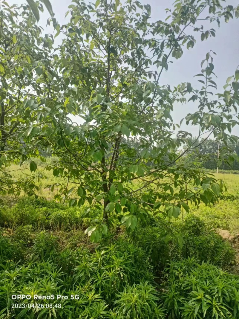 柿子树
