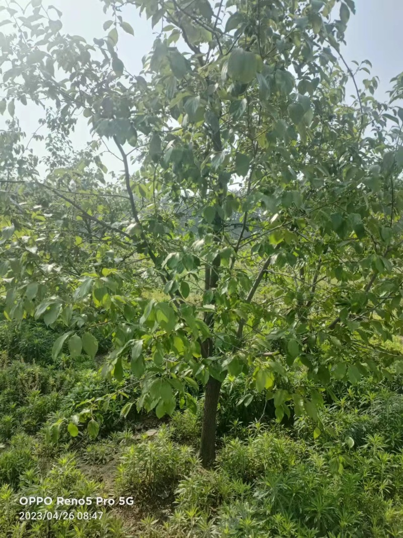柿子树