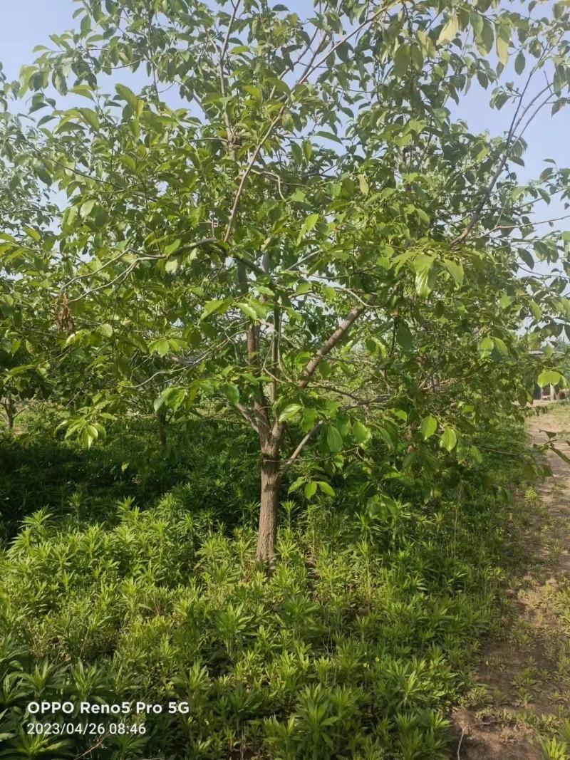 柿子树