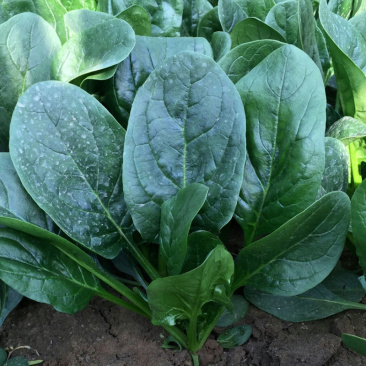 荷兰帝王菠菜种子高产耐寒春秋圆大叶菠菜种子红根杂交抗霜霉