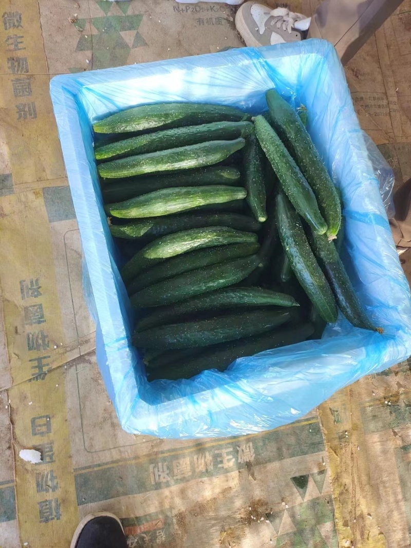 云南精品密刺黄瓜，产地直发，保质保量，欢迎选购