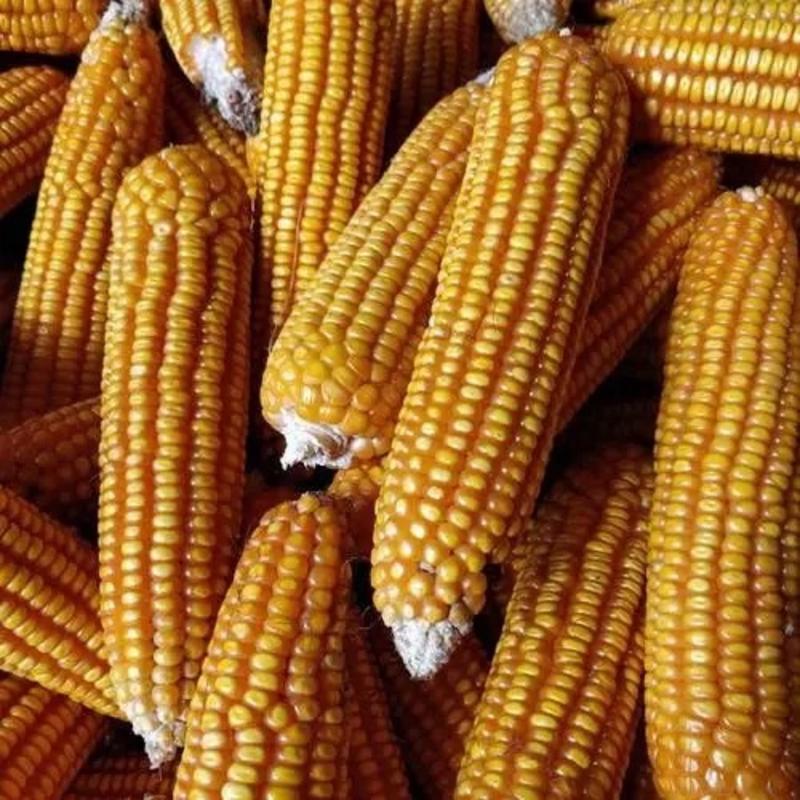 东北优质玉米籽粒饱满产地直发品质保证量大优惠