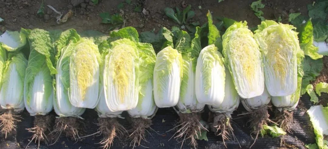 金娃娃娃娃菜特写：紧实叠抱的浅黄心叶与翠绿外叶形成鲜明分层，叶片表面覆有均匀蜡质白霜，叶脉纤细清晰，根部切面呈乳白色无褐变
