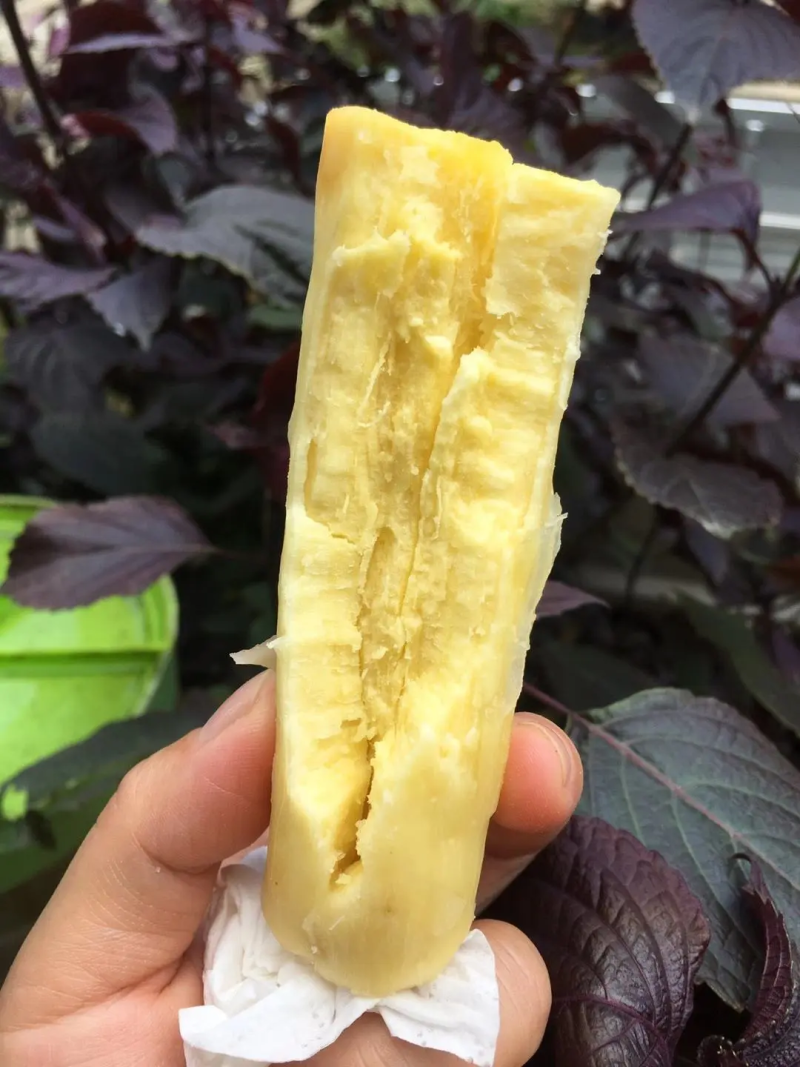 【精选】优质供货地电商，木薯，广东肇庆，产地直销量大价优