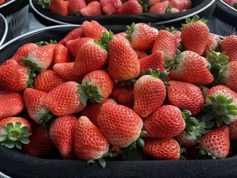 商丘精品天仙醉草莓，种植基地，诚信经营品质保证