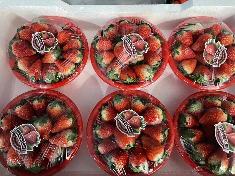 商丘精品天仙醉草莓，种植基地，诚信经营品质保证